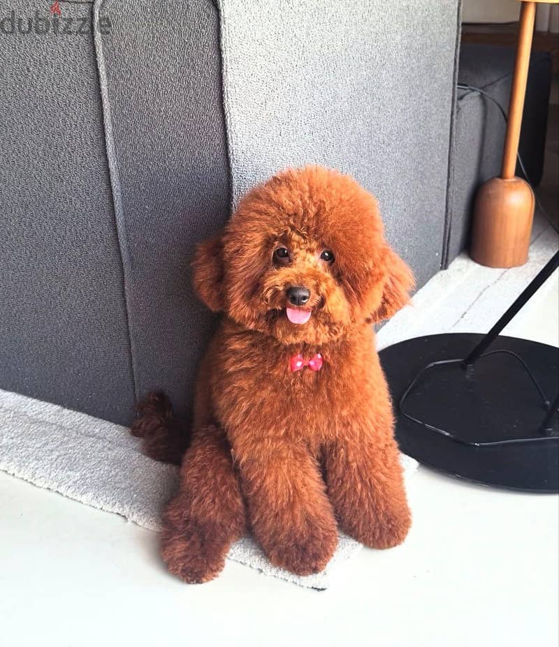 Toy poodle 5