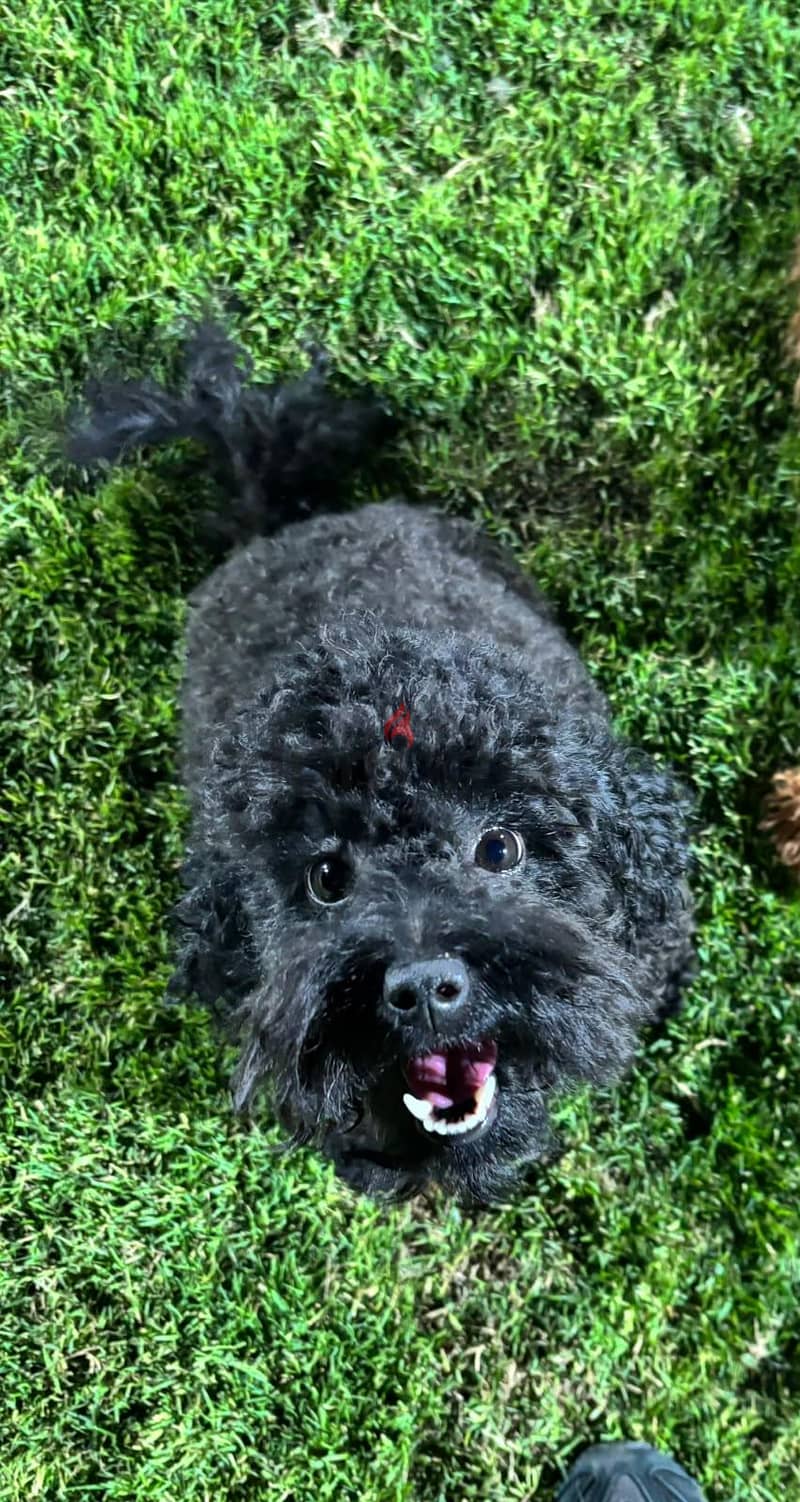 Toy poodle 6