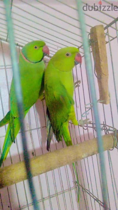 قص دره اخضر شغال