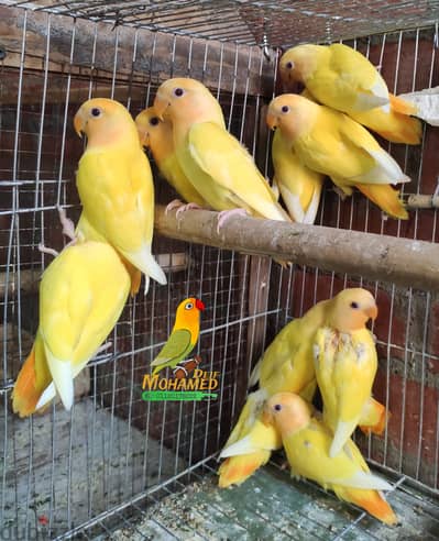 روز اوبلاين اورنج