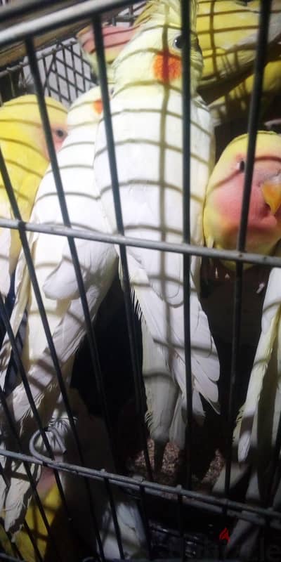 لاتيني روز وكوكتيل لاتيني شباب