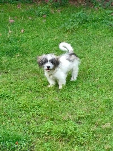 2 shih tzu puppies for sale