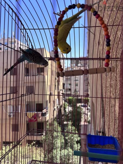 عصافير استرالى