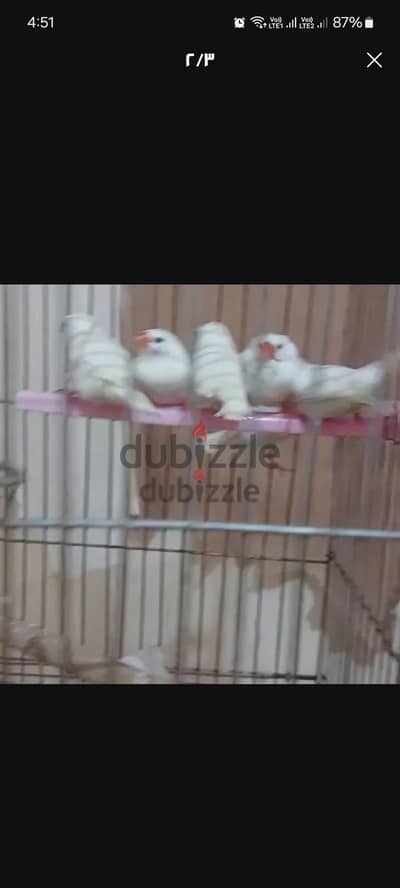زيبرا شغاله