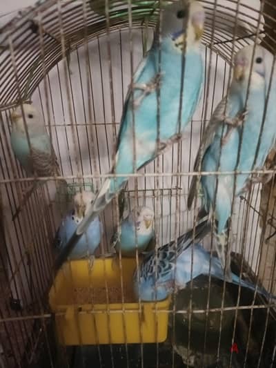 بسم الله عصفير استراليا فواتح جوز شغال معاه اربع زغليل شباب