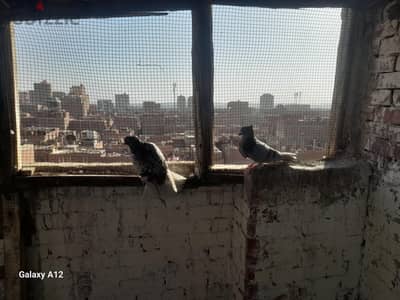 قص كركندي