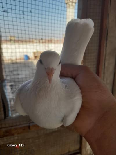 ذكر شقلباز ابيض