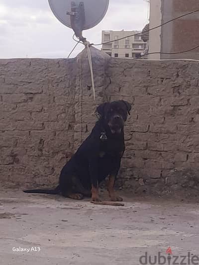 روت فايلر