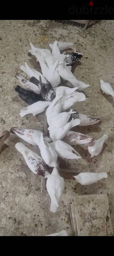 حمام فرنساوي لاحم