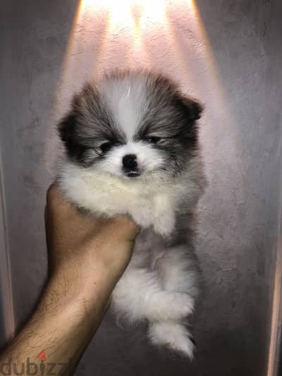 The smallest pomeranian puppy