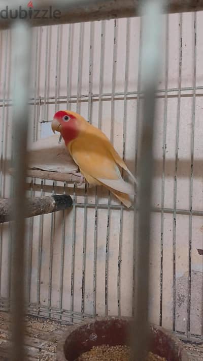 قص روز لاتيني بي الزغاليل بتاعته عين حمراء حجم ما شاء الله سوبر جامبو