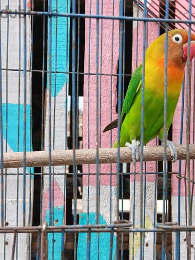 نتايه العمر سنه ونص