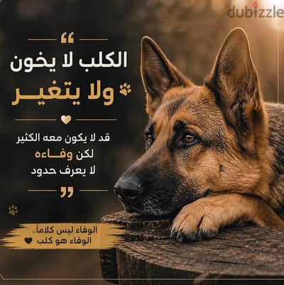 كلب للتبني