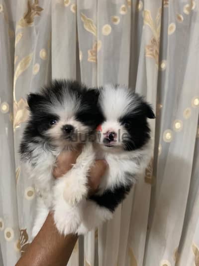Pomaranian puppies vaccinated and ready