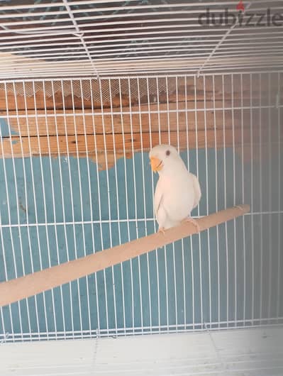 روز البينو