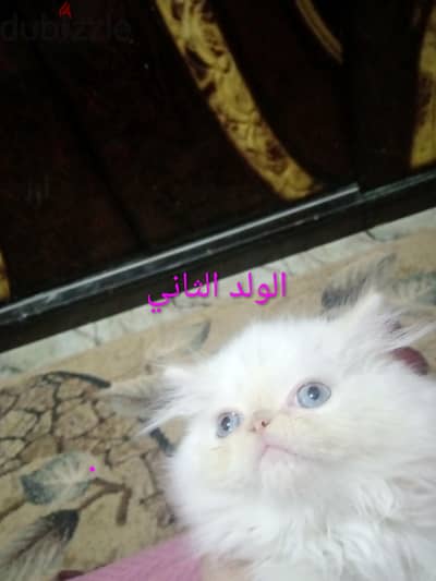 2 قط ولد كيتن هيمالايا اورنج زورار عيون زرقاء