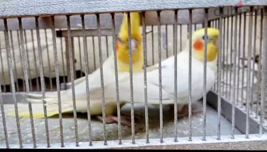 بيع طيور زينه الاسعار ع الخاص