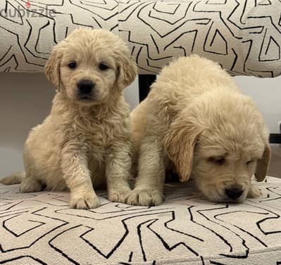 Pure Top golden retriever female - اجمل و اقوي بنت جولدن ريتريفر
