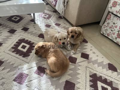 Pure Golden retriever