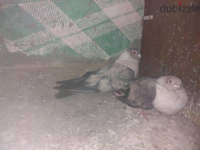 دائري بسوس