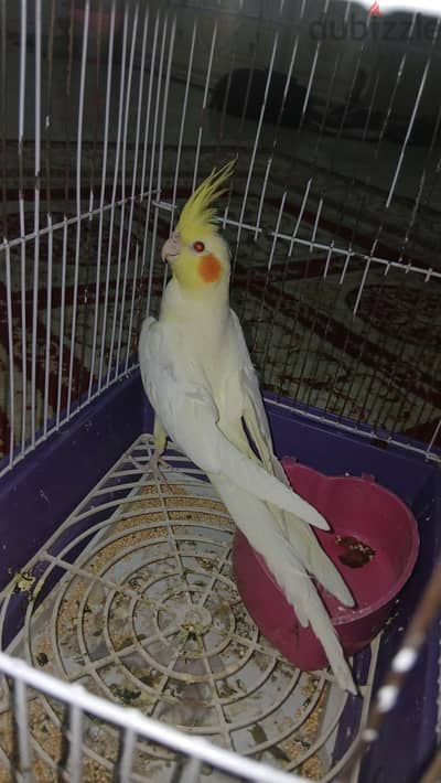 القاهره مدينة نصر