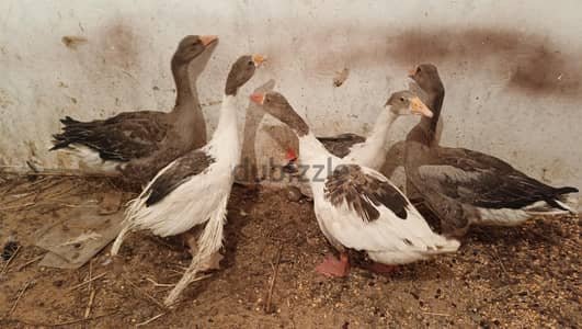 بط وز ارنب حمام
