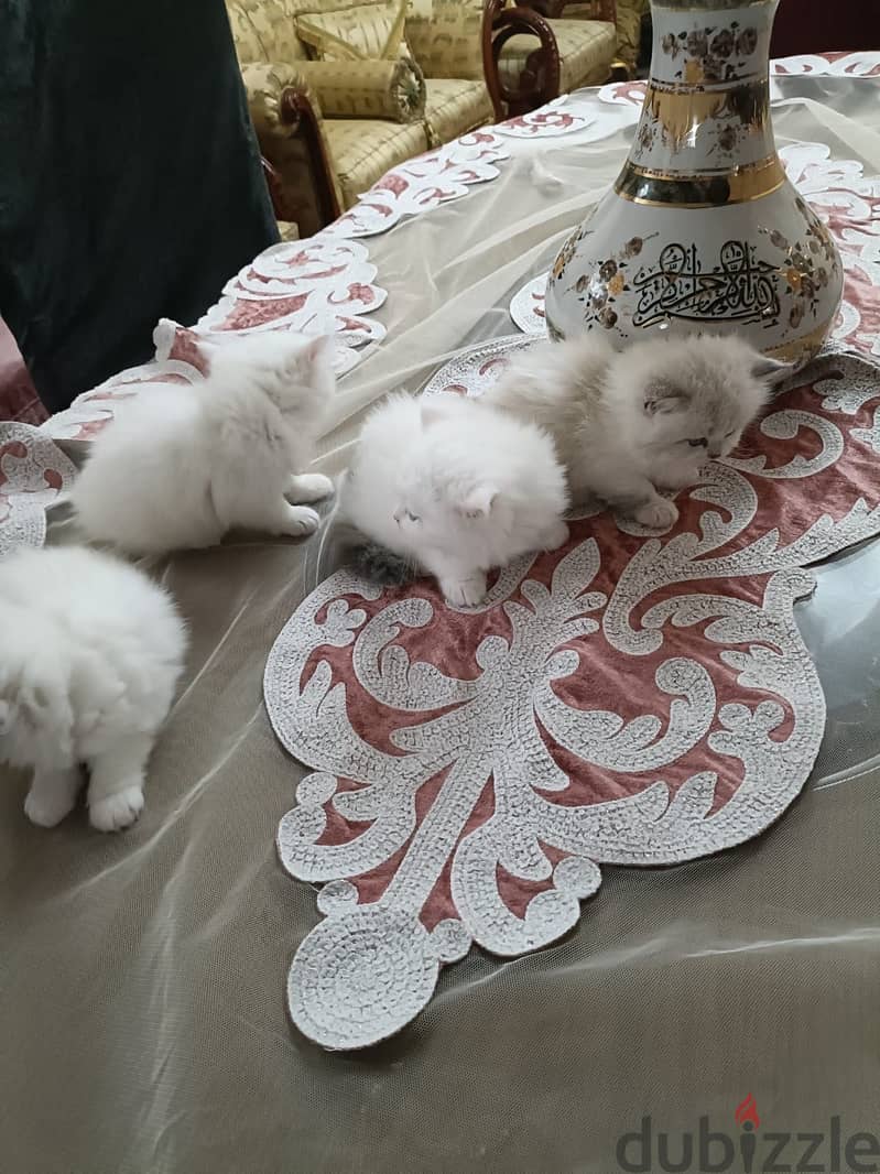 Cats  kitten 1