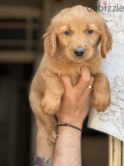 golden retriever puppy