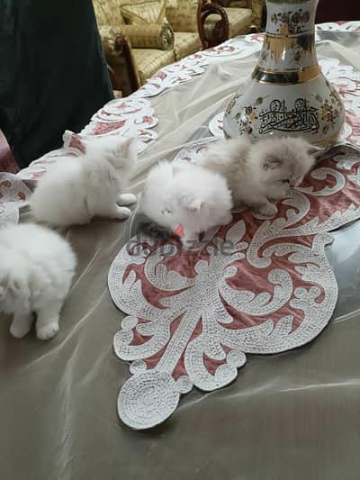 cats kitten