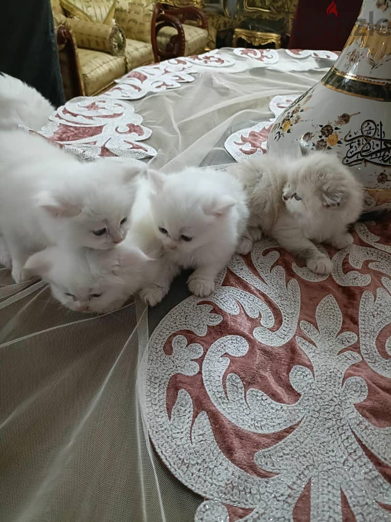 cats kitten 1