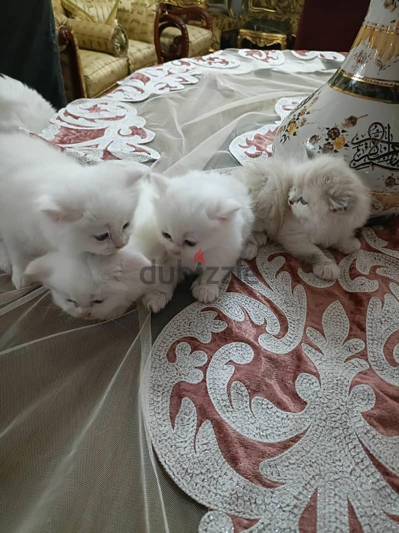 cats kitten 2