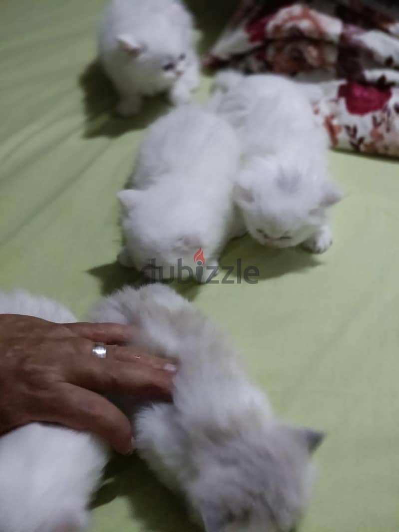 cats kitten 3