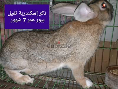 أرانب بيور