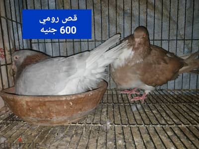 حمام شغال