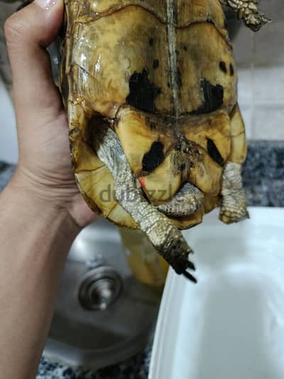 سلحفاء يونانية ذكر للبيع نشيطه جدا