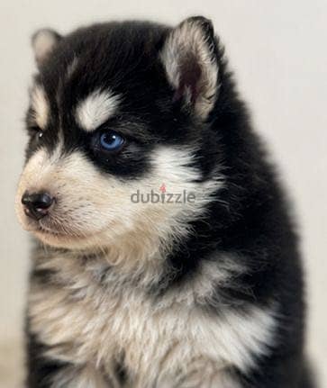 Husky