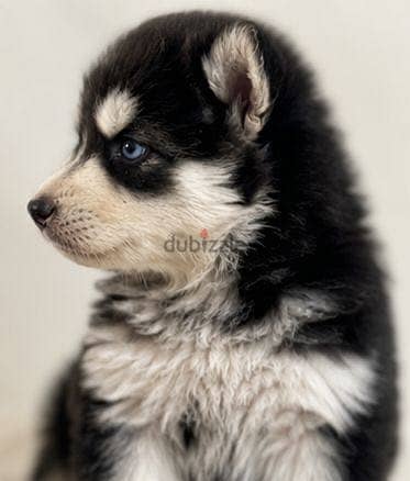 Husky 1