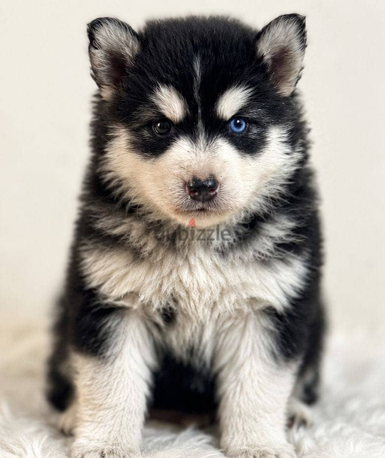 Husky 2