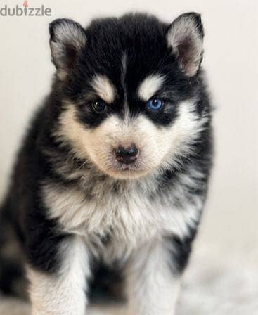 Husky 3
