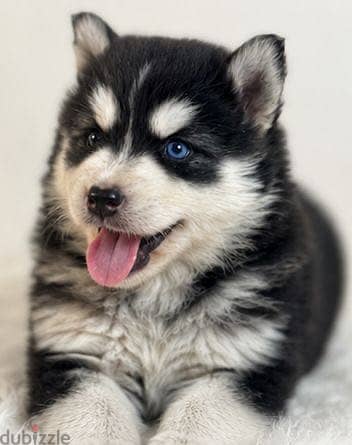 Husky 4