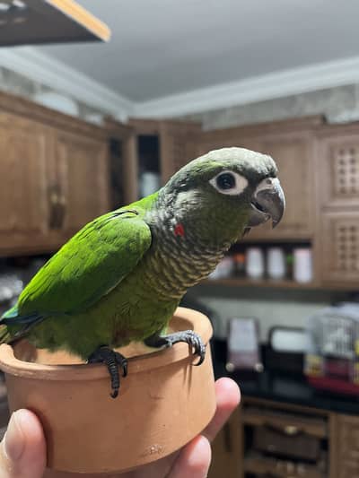 جرين شيك نورمال كونيور / green cheek normal conure