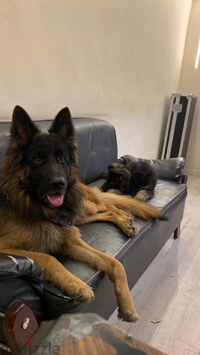 German shepherd