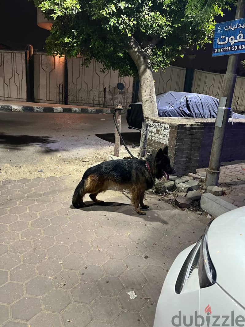 German shepherd 1