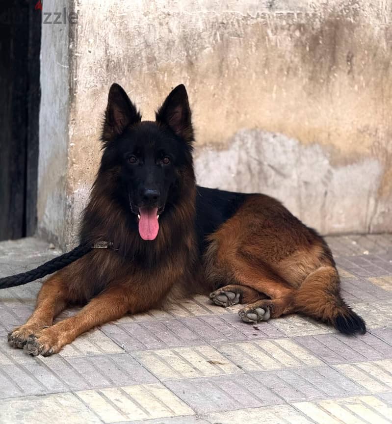 German shepherd 2