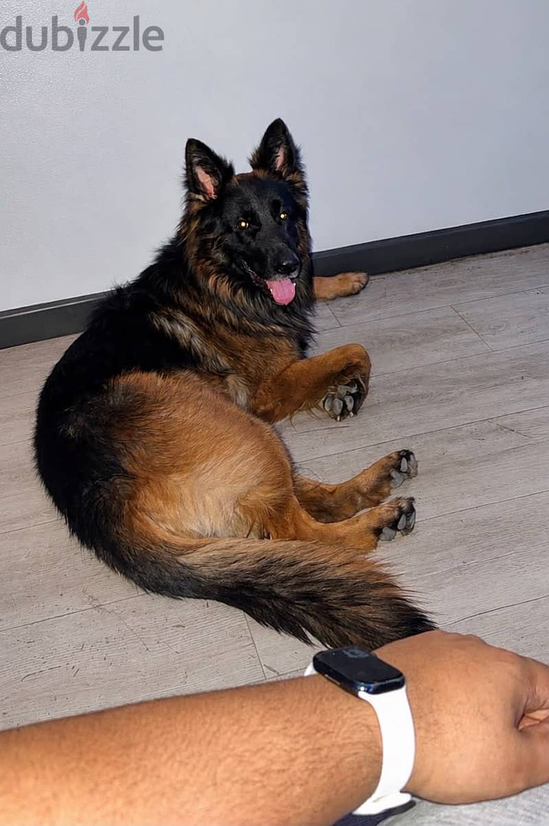 German shepherd 3
