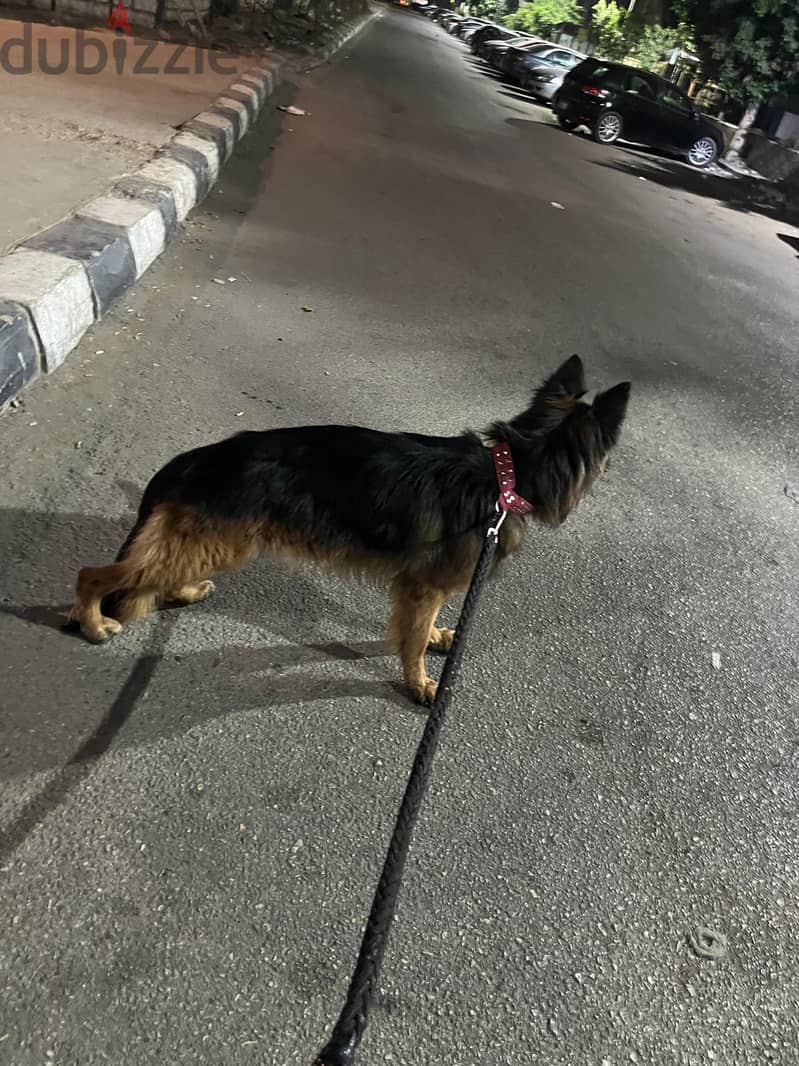 German shepherd 4