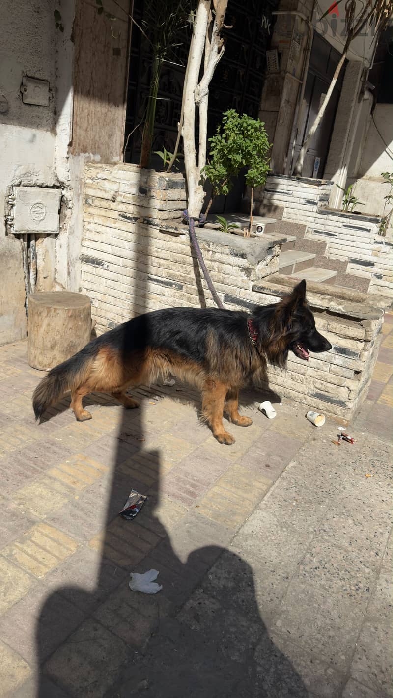 German shepherd 5