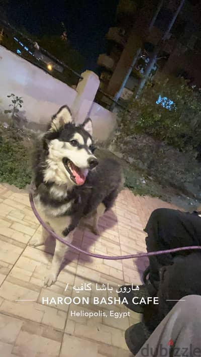 Husky pure