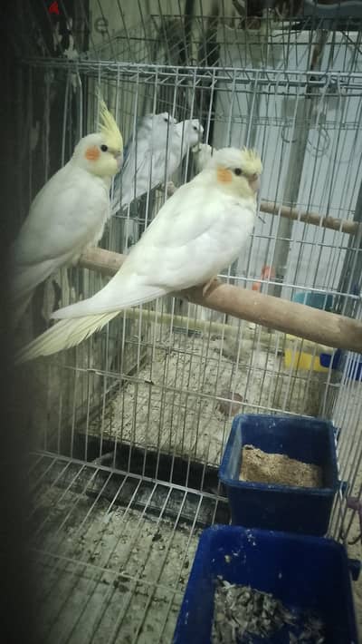 مدينه المنيا