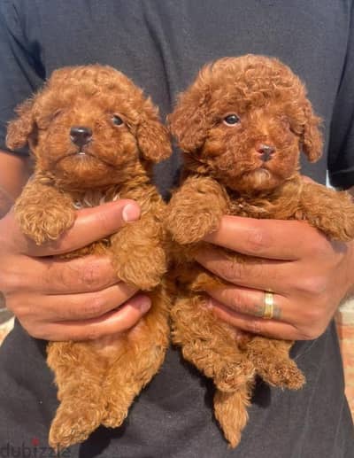 boodle puppy جراء بودل